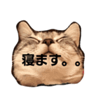 アメショーくん（個別スタンプ：2）