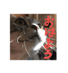 アメショーくん（個別スタンプ：9）