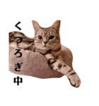 アメショーくん（個別スタンプ：10）