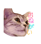 アメショーくん（個別スタンプ：13）