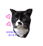 pet animal stamp（個別スタンプ：2）