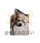 pet animal stamp（個別スタンプ：4）