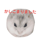 pet animal stamp（個別スタンプ：5）