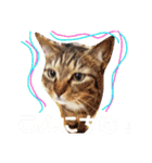 pet animal stamp（個別スタンプ：6）