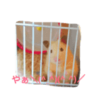pet animal stamp（個別スタンプ：8）