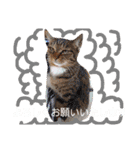 pet animal stamp（個別スタンプ：9）