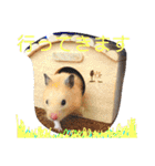pet animal stamp（個別スタンプ：10）
