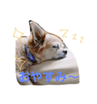 pet animal stamp（個別スタンプ：12）