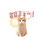 かわいいパトのスタンプ（個別スタンプ：1）