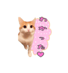 かわいいパトのスタンプ（個別スタンプ：2）