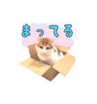 かわいいパトのスタンプ（個別スタンプ：3）