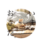 ビスコのスタンプ「子猫の言い分Part2」（個別スタンプ：1）