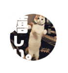 ビスコのスタンプ「子猫の言い分Part2」（個別スタンプ：2）