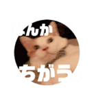 ビスコのスタンプ「子猫の言い分Part2」（個別スタンプ：3）