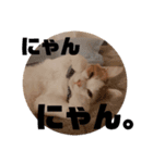 ビスコのスタンプ「子猫の言い分Part2」（個別スタンプ：4）
