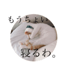 ビスコのスタンプ「子猫の言い分Part2」（個別スタンプ：6）
