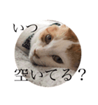 ビスコのスタンプ「子猫の言い分Part2」（個別スタンプ：7）