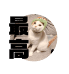 ビスコのスタンプ「子猫の言い分Part2」（個別スタンプ：8）