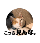 ビスコのスタンプ「子猫の言い分Part3」（個別スタンプ：1）