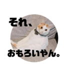 ビスコのスタンプ「子猫の言い分Part3」（個別スタンプ：2）
