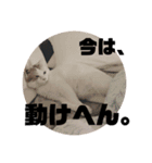ビスコのスタンプ「子猫の言い分Part3」（個別スタンプ：3）