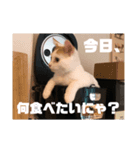 ビスコのスタンプ「子猫の言い分Part3」（個別スタンプ：4）
