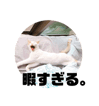 ビスコのスタンプ「子猫の言い分Part3」（個別スタンプ：5）