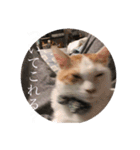 ビスコのスタンプ「子猫の言い分Part3」（個別スタンプ：7）