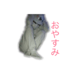 赤屍氏スタンプ（個別スタンプ：7）