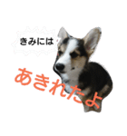 コーギーリクの意見（個別スタンプ：2）
