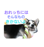 コーギーリクの意見（個別スタンプ：3）