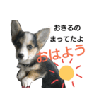 コーギーリクの意見（個別スタンプ：12）