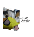 コーギーリクの意見（個別スタンプ：20）