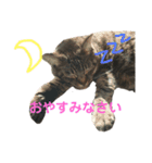 ねこりすすたんぷ（個別スタンプ：1）