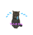 ねこりすすたんぷ（個別スタンプ：2）