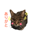 ねこりすすたんぷ（個別スタンプ：3）