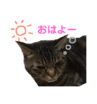 ねこりすすたんぷ（個別スタンプ：6）
