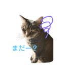 ねこりすすたんぷ（個別スタンプ：7）