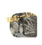 ねこりすすたんぷ（個別スタンプ：8）