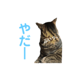 ねこりすすたんぷ（個別スタンプ：10）