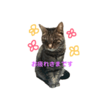 ねこりすすたんぷ（個別スタンプ：12）