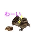 ねこりすすたんぷ（個別スタンプ：16）