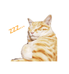 子猫のベンジー（個別スタンプ：1）