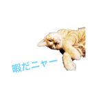 子猫のベンジー（個別スタンプ：4）