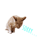 子猫のベンジー（個別スタンプ：6）