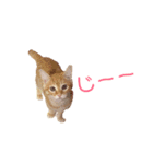 子猫のベンジー（個別スタンプ：8）