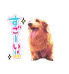 My dog ​​love love love（個別スタンプ：1）