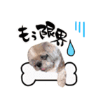 My dog ​​love love love（個別スタンプ：2）