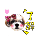 My dog ​​love love love（個別スタンプ：7）