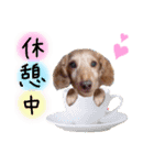 My dog ​​love love love（個別スタンプ：10）